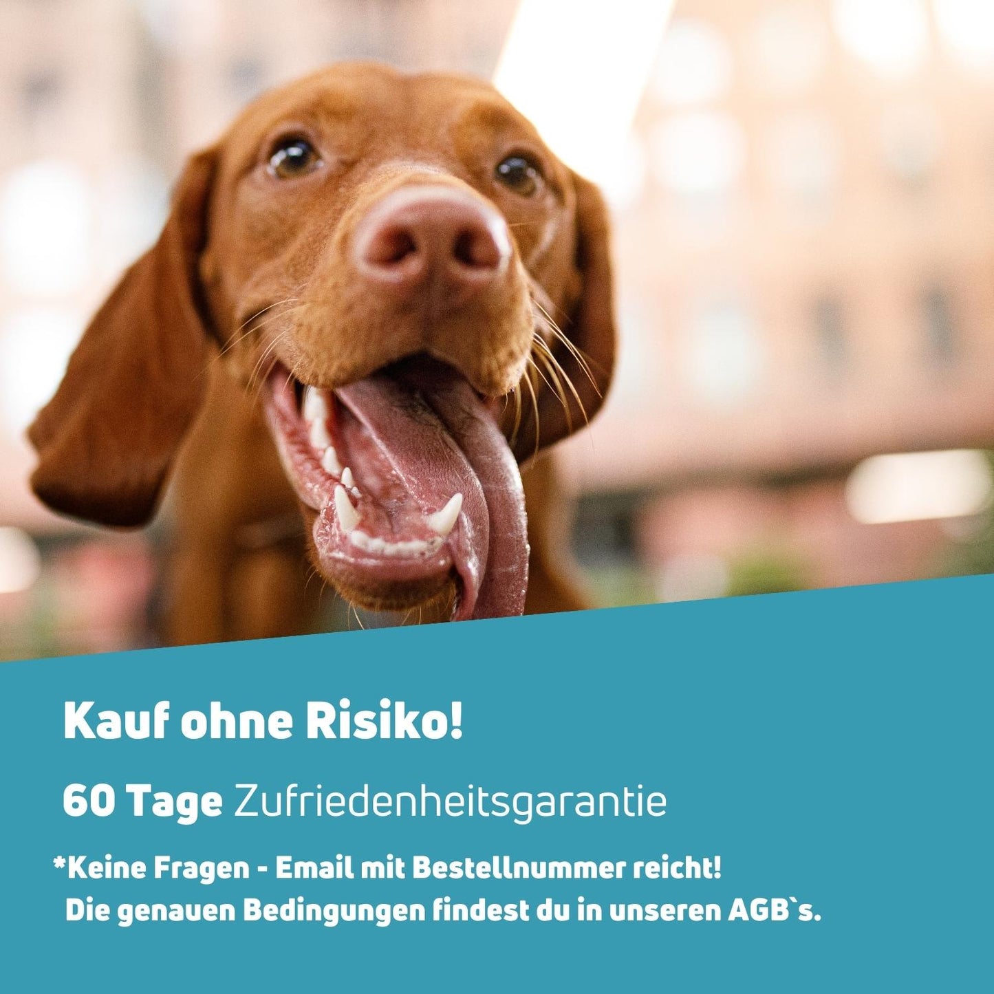 Frischling Geruchsentferner für tierisch guten Duft 250ml